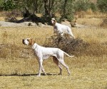 Consultori veterinari, la vacunació als gossos de caça